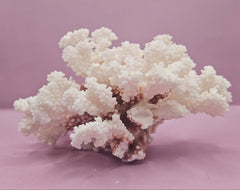 Vintage Brownstem Coral - Natural Decorative Specimen (8.5