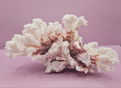 Vintage Brownstem Coral - Natural Decorative Specimen (8.5
