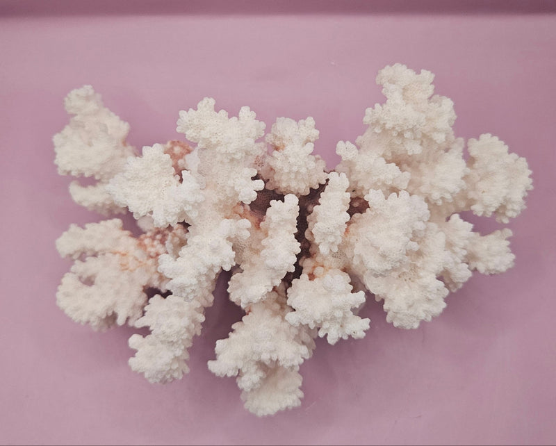 Vintage Brownstem Coral - Natural Decorative Specimen (8.5"x7"x5.5") - CoralLoving Coastal Living