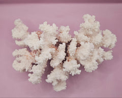 Vintage Brownstem Coral - Natural Decorative Specimen (8.5