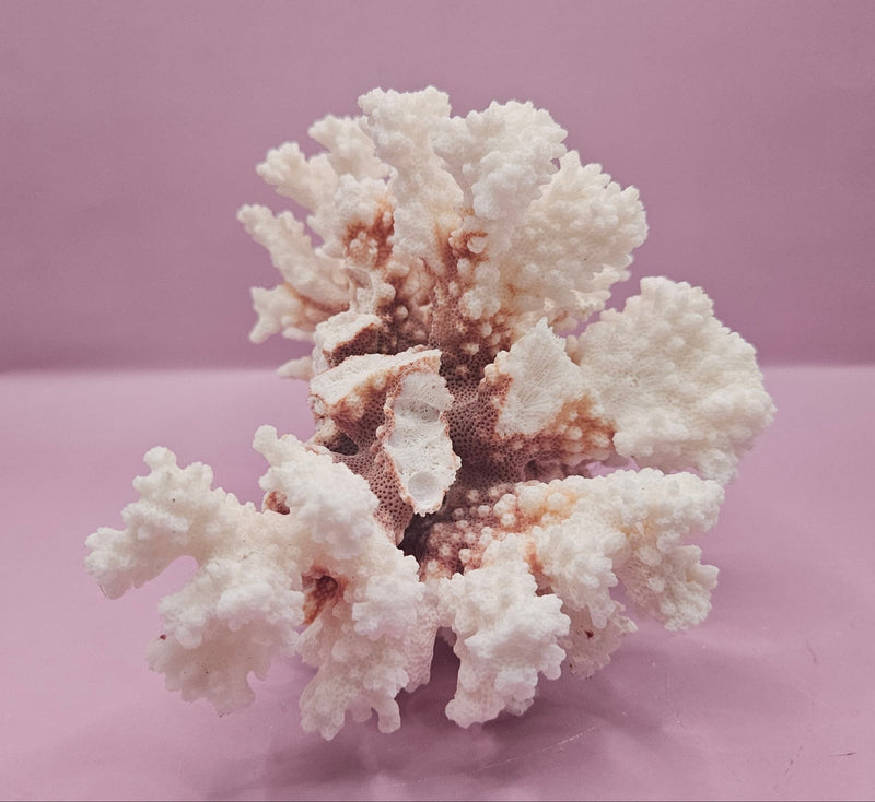 Vintage Brownstem Coral - Natural Decorative Specimen (8.5"x7"x5.5") - CoralLoving Coastal Living