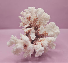Vintage Brownstem Coral - Natural Decorative Specimen (8.5