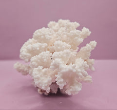 Vintage Brownstem Coral - Natural Decorative Specimen (8.5