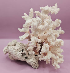 Vintage Brownstem Coral | Unique Ocean Décor | 7.5