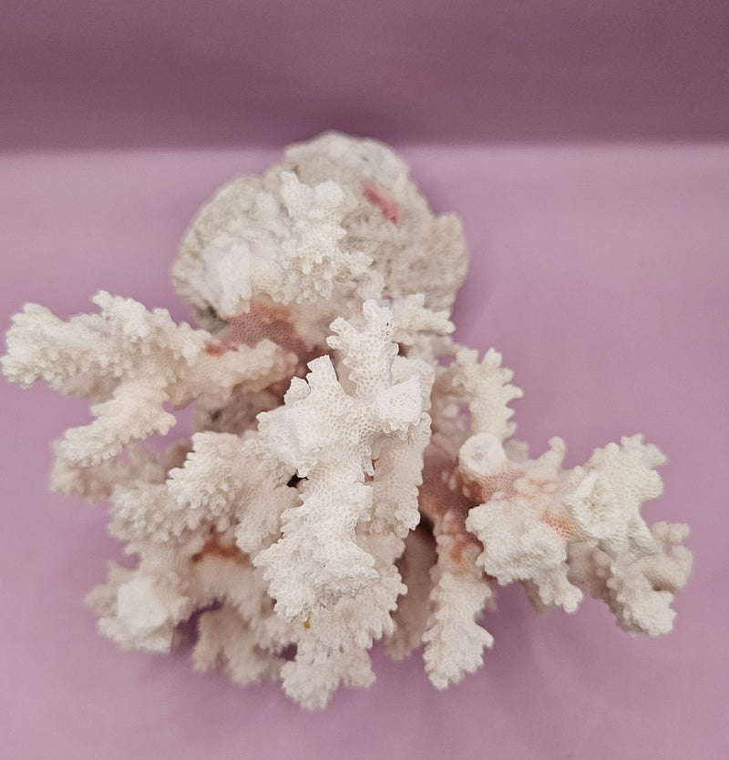 Vintage Brownstem Coral | Unique Ocean Décor | 7.5"x7" - CoralLoving Coastal Living