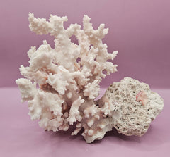 Vintage Brownstem Coral | Unique Ocean Décor | 7.5