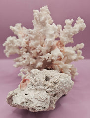 Vintage Brownstem Coral | Unique Ocean Décor | 7.5