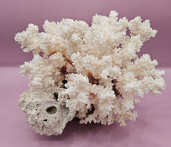 Vintage Brownstem Coral | Unique Ocean Décor | 7