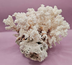 Vintage Brownstem Coral | Unique Ocean Décor | 7