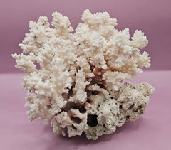 Vintage Brownstem Coral | Unique Ocean Décor | 7