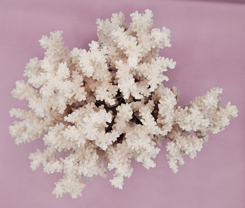 Vintage Brownstem Coral | Unique Ocean Décor | 7"x8" - CoralLoving Coastal Living