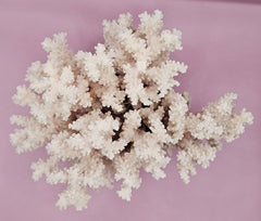 Vintage Brownstem Coral | Unique Ocean Décor | 7