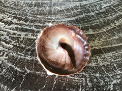 Vintage Calyptraeidae Trochita Spirata - Loving Coastal Living
