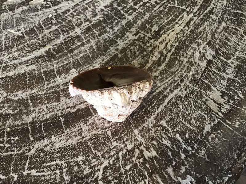 Vintage Calyptraeidae Trochita Spirata - Loving Coastal Living