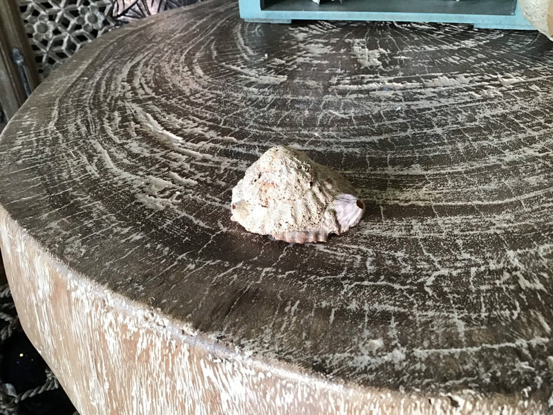 Vintage Calyptraeidae Trochita Spirata - Loving Coastal Living