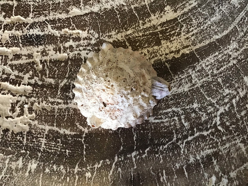 Vintage Calyptraeidae Trochita Spirata - Loving Coastal Living