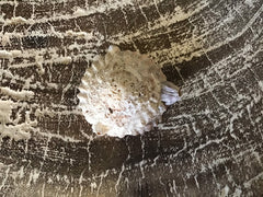 Vintage Calyptraeidae Trochita Spirata - Loving Coastal Living