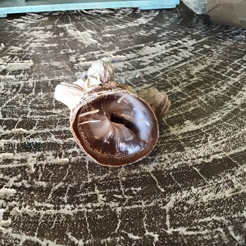 Vintage Calyptraeidae Trochita Spirata Slipper Snail Shell - Loving Coastal Living