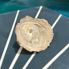 Vintage Carrier Shell (Xenophora cribaea) - Loving Coastal Living