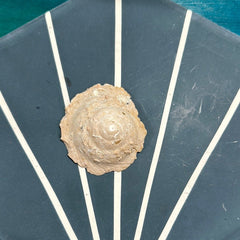 Vintage Carrier Shell (Xenophora cribaea) - Loving Coastal Living