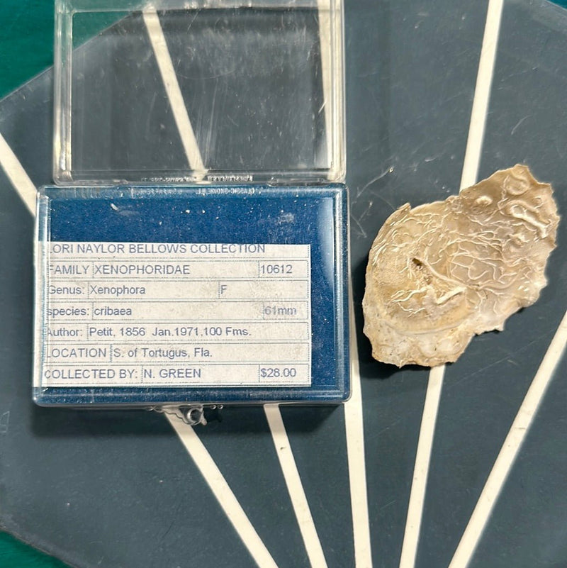 Vintage Carrier Shell (Xenophora cribaea) - Loving Coastal Living