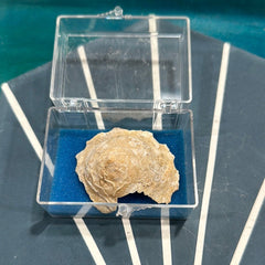 Vintage Carrier Shell (Xenophora cribaea) - Loving Coastal Living