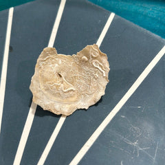 Vintage Carrier Shell (Xenophora cribaea) - Loving Coastal Living
