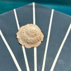 Vintage Carrier Shell (Xenophora cribaea) - Loving Coastal Living