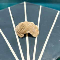 Vintage Carrier Shell (Xenophora cribaea) - Loving Coastal Living
