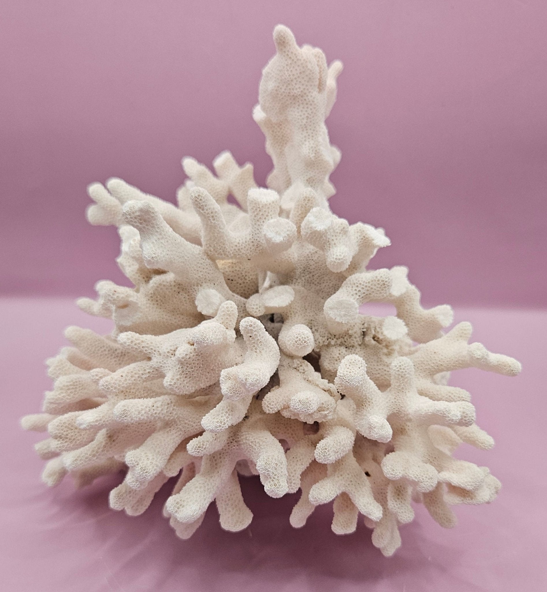 Vintage White Coral Specimen - Natural Coastal Decor (8