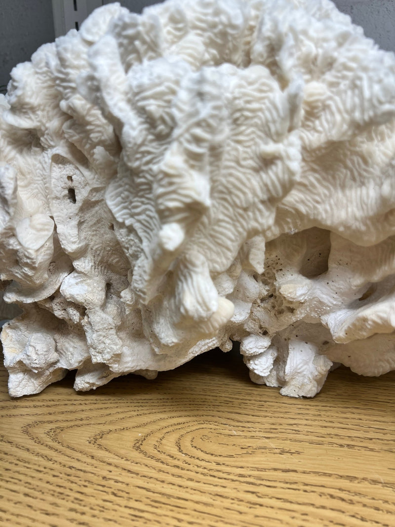 Vintage Giant Rugosa - 17" - coralTideline
