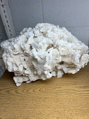 Vintage Giant Rugosa - 17