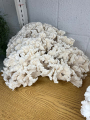 Vintage Giant Rugosa - 17
