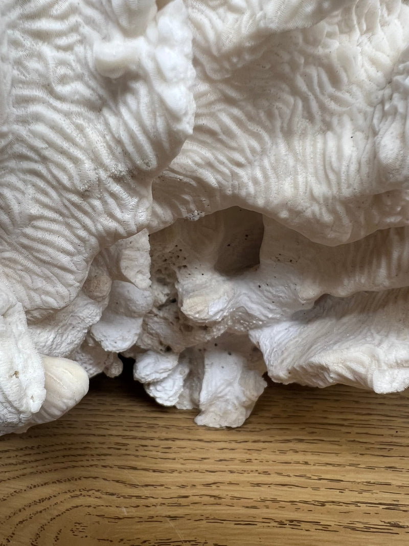 Vintage Giant Rugosa - 17" - coralTideline