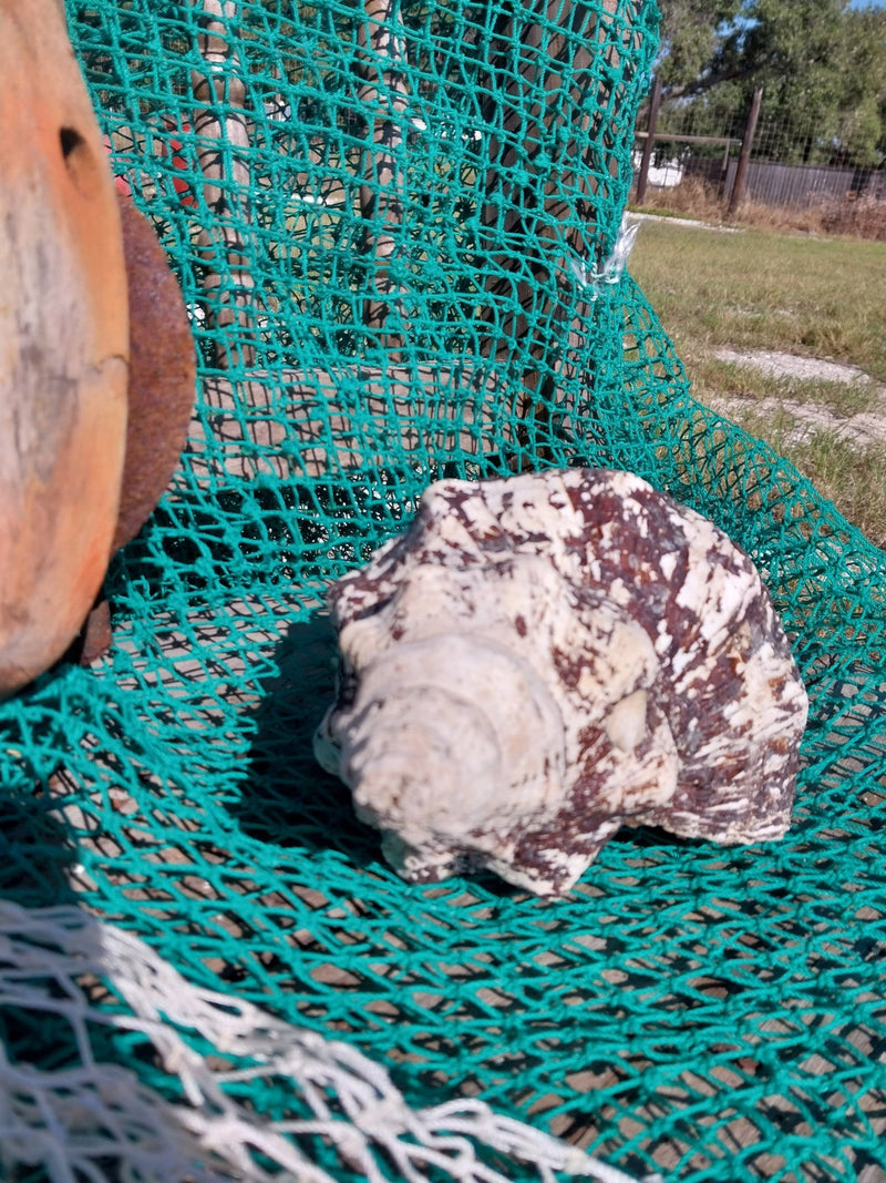 Vintage Horse Conch with Periostracum - 12" - ShellsLoving Coastal Living