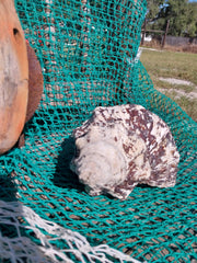 Vintage Horse Conch with Periostracum - 12