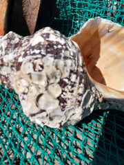 Vintage Horse Conch with Periostracum - 12