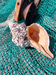 Vintage Horse Conch with Periostracum - 12