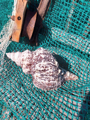 Vintage Horse Conch with Periostracum - 12