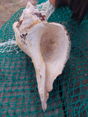 Vintage Horse Conch With Periostracum - 13