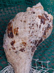 Vintage Horse Conch With Periostracum - 13
