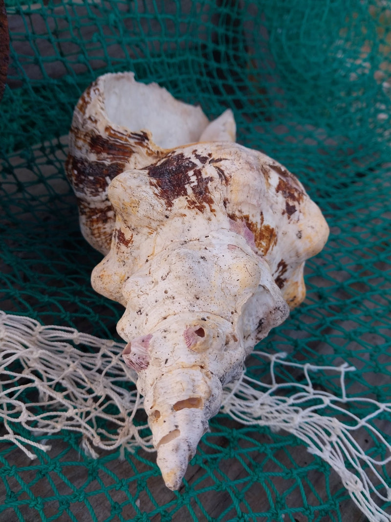 Vintage Horse Conch With Periostracum - 13" - ShellsLoving Coastal Living