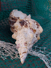 Vintage Horse Conch With Periostracum - 13