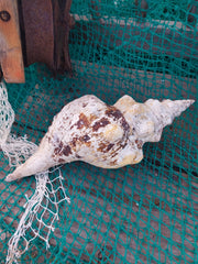 Vintage Horse Conch With Periostracum - 13