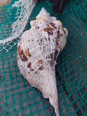 Vintage Horse Conch With Periostracum - 13