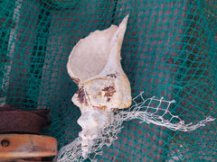 Vintage Horse Conch With Periostracum - 13