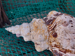 Vintage Horse Conch With Periostracum - 13