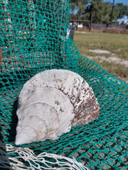 Vintage Horse Conch with Periostracum - 14