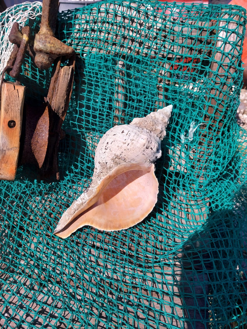 Vintage Horse Conch with Periostracum - 14" - ShellsLoving Coastal Living