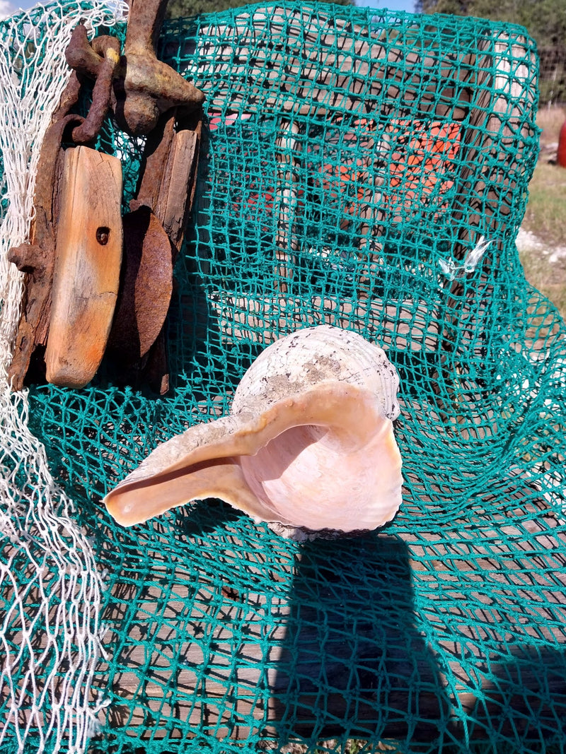 Vintage Horse Conch with Periostracum - 14" - ShellsLoving Coastal Living